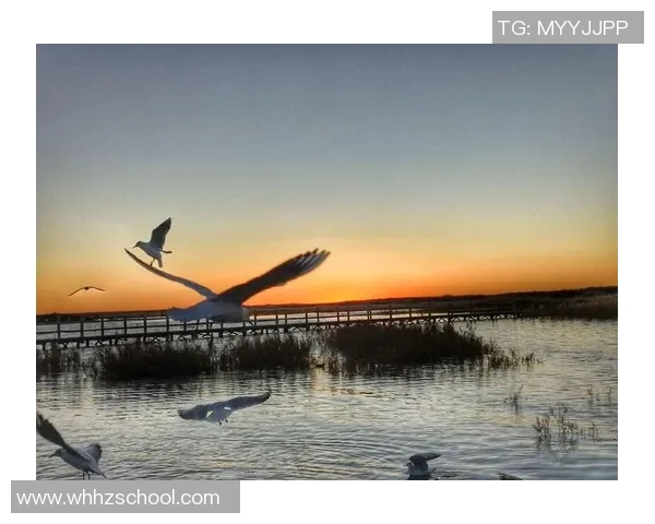 足球明星赛罗的电影：追逐梦想与荣耀的绿茵传奇